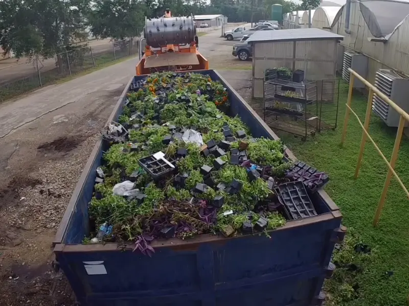Close-up of freshly removed bushes, shrubs, and landscaping debris inside a roll-off dumpster